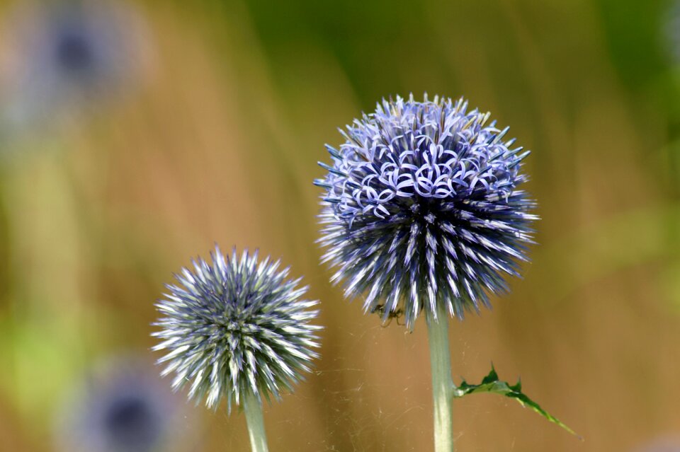 Violet flower flora