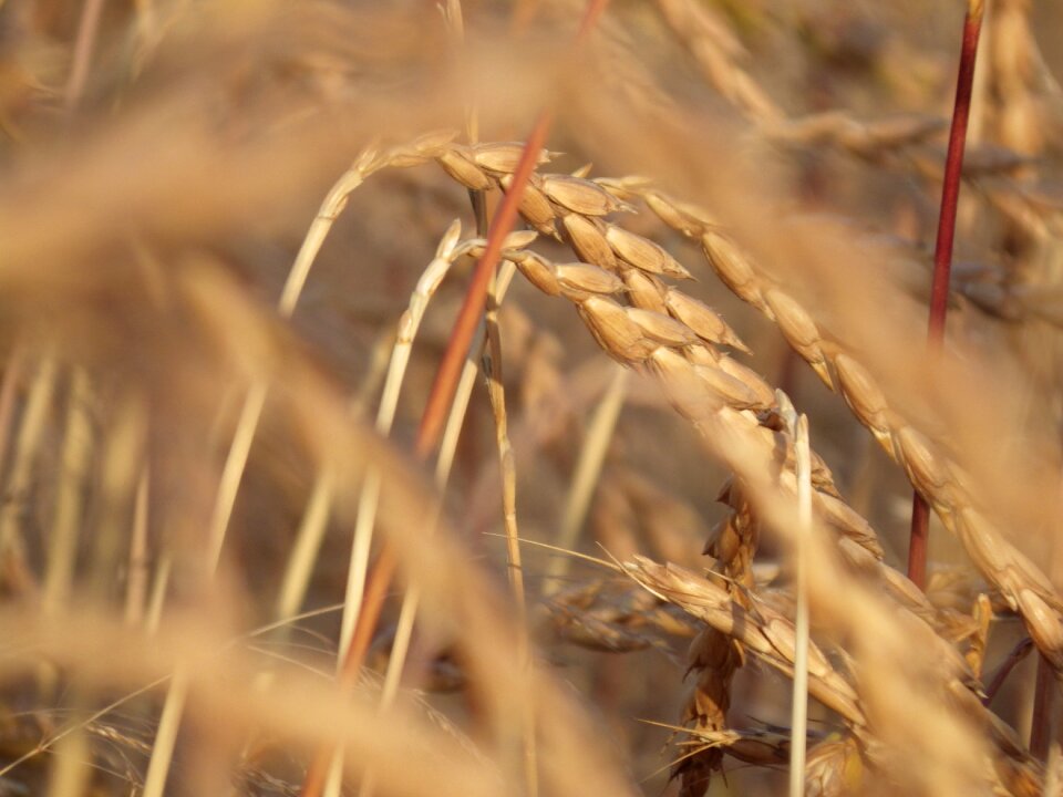 Cereals spelt wheat
