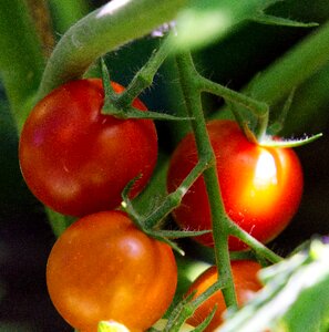 Vegetables red food