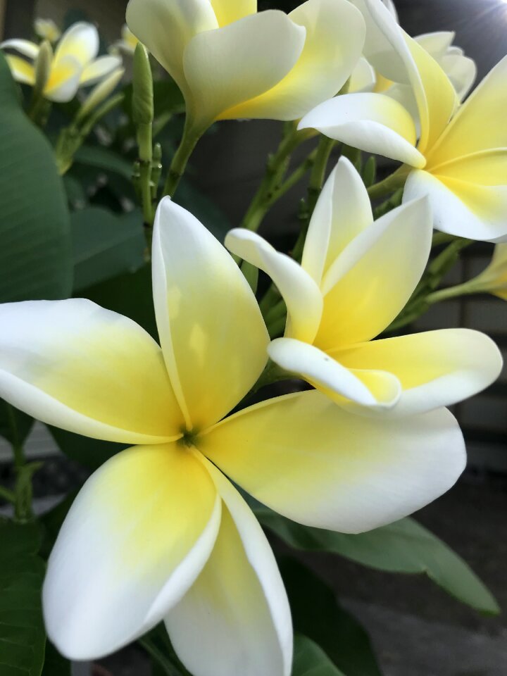 Plumeria yellow and white leaves tree