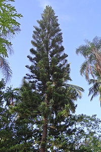 Araucariaceae norfolk island pine star pine triangle tree