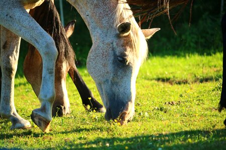 Thoroughbred arabian animal grass photo