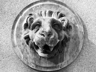 Lion round black white photo