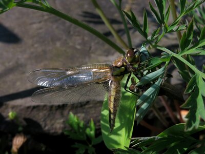 Exuvie dragonflies close up photo