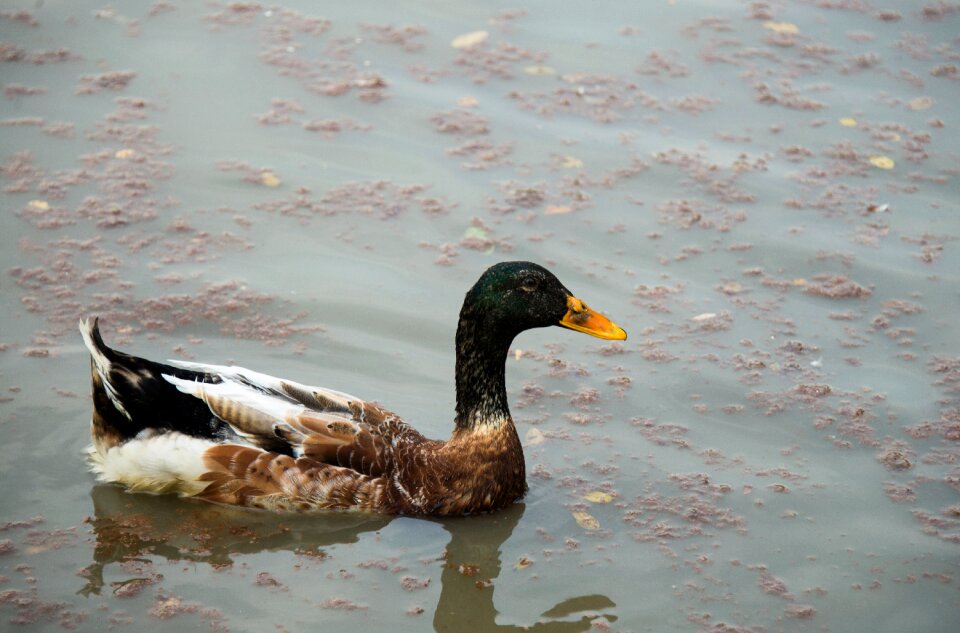 Banya tian duck river duck