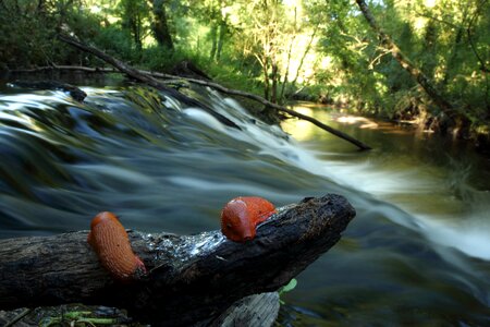 River slug orange
