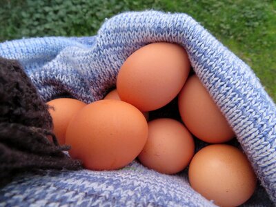 Collection handmade chicken