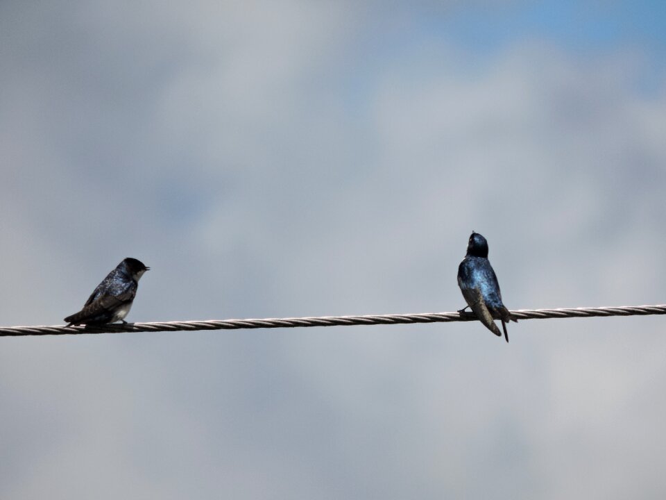 Sky animals plumage