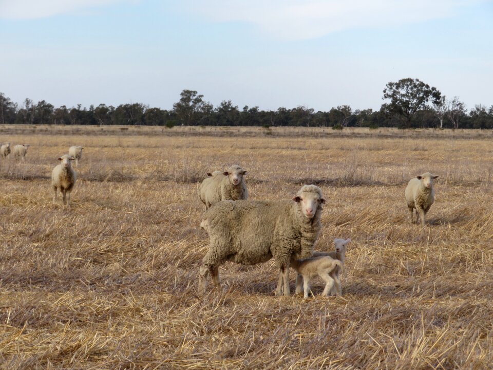 Wool livestock flock photo