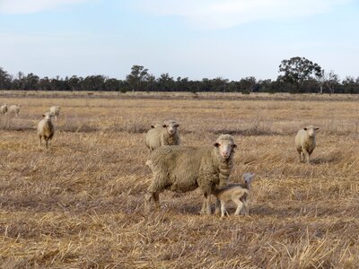 Wool livestock flock