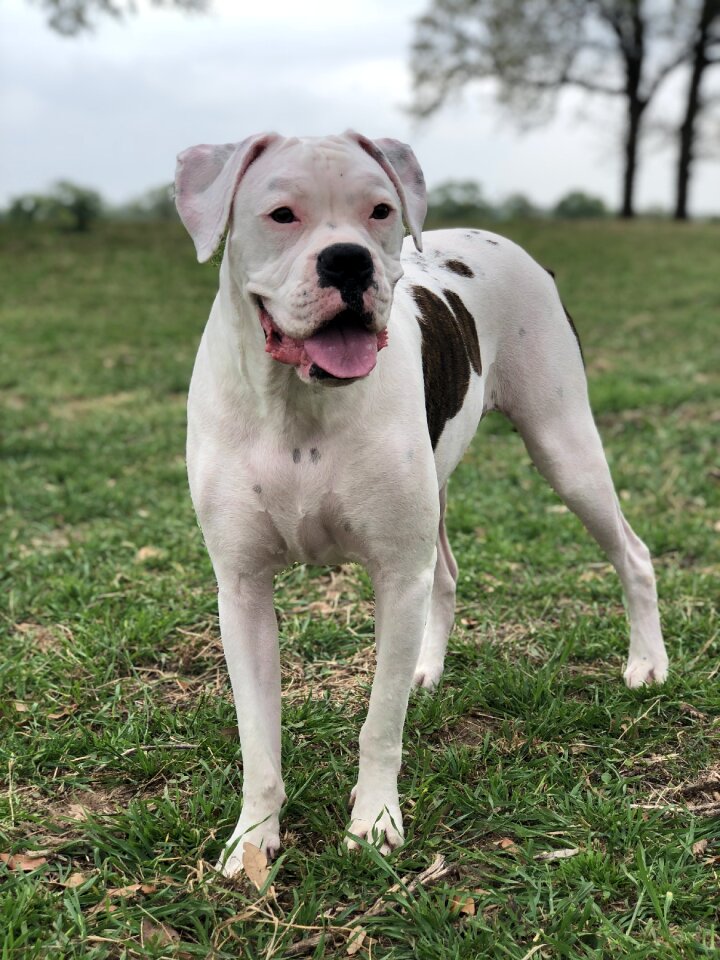 Puppy stance country
