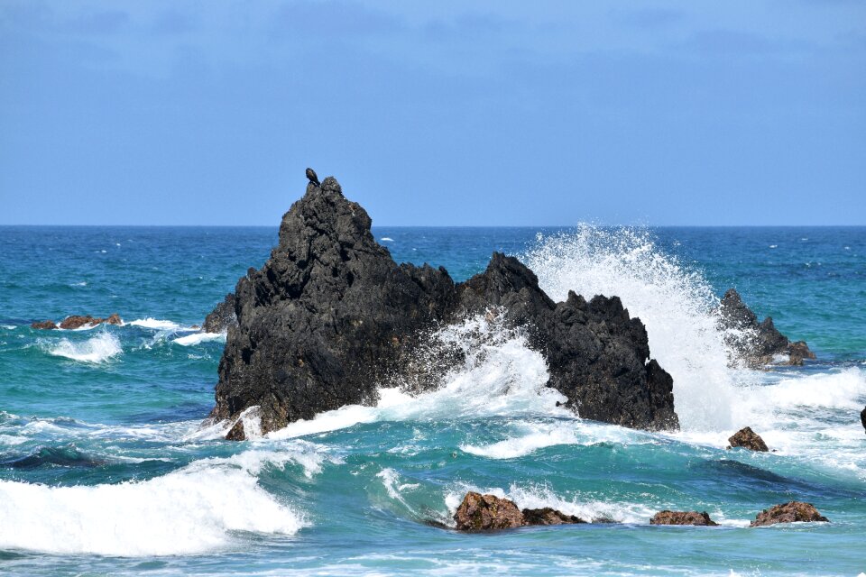 Waves bird on a rock photo