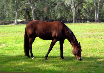 Mane horses equine photo