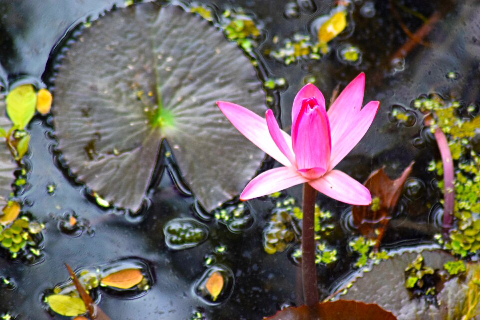 Pink nature water