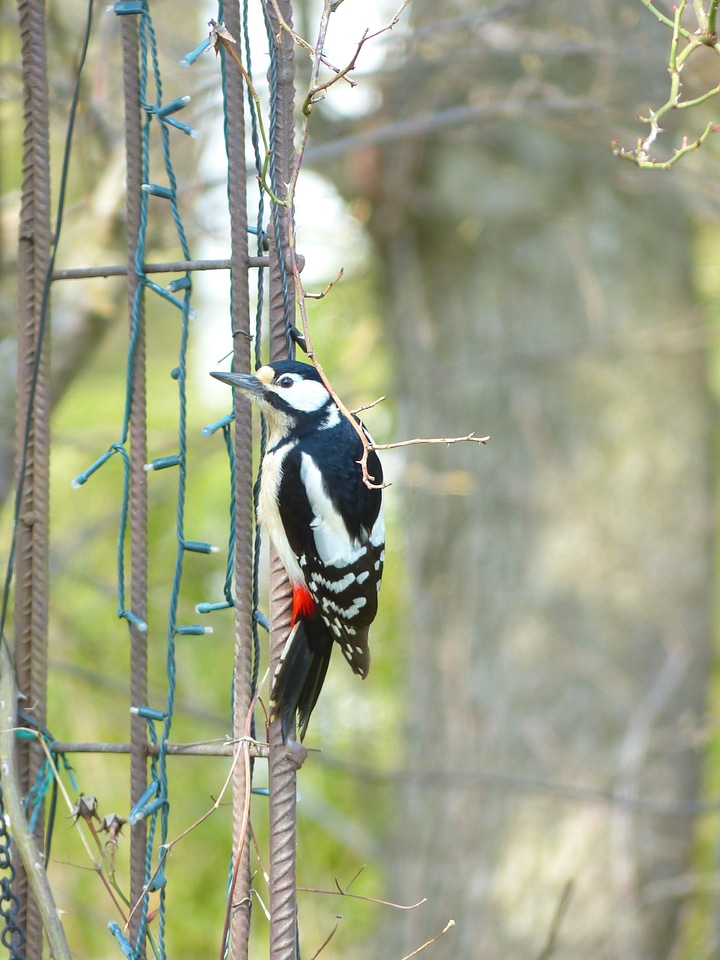 Animal woodpecker picidae