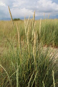 Dune sand brittany