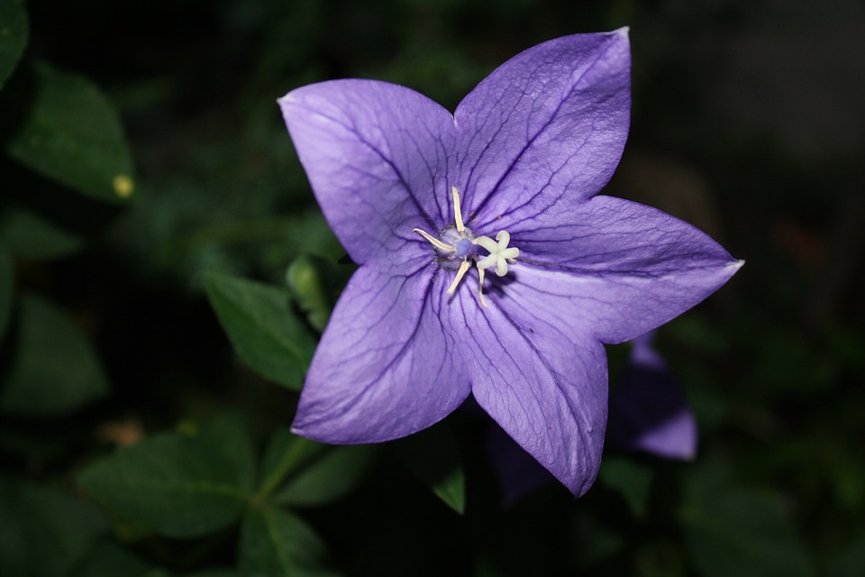Flower purple balloon flower