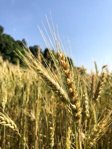 Harvest cornfield cereals photo
