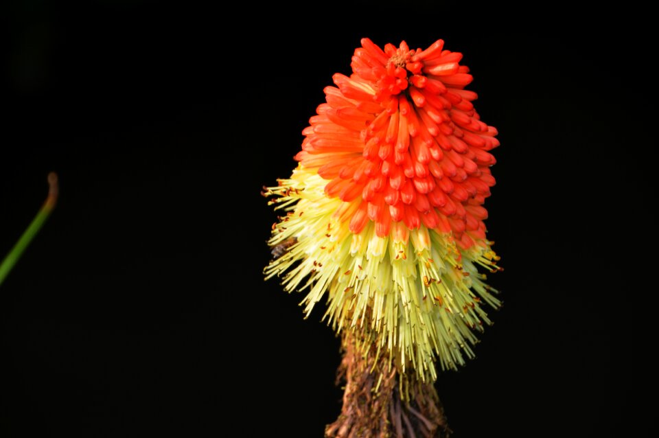 Kniphofia uvaria family asphodelaceae tritomea