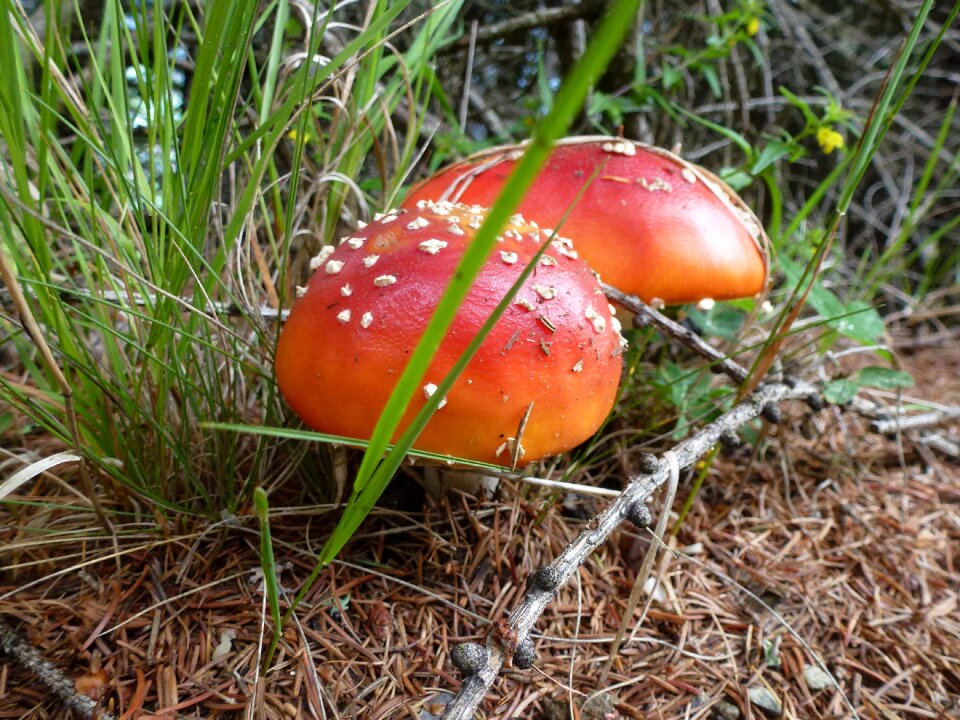 Grass toxic forest