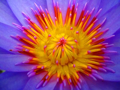 India nectar