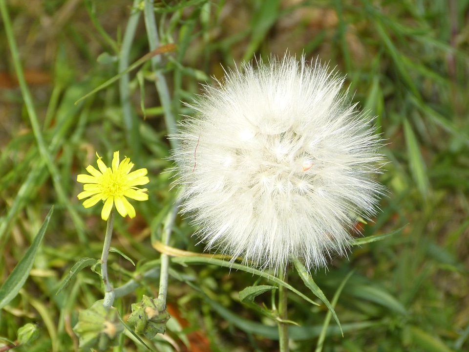 Floral plant natural