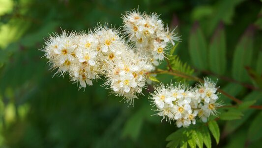 Ornamental shrub garden white flowers