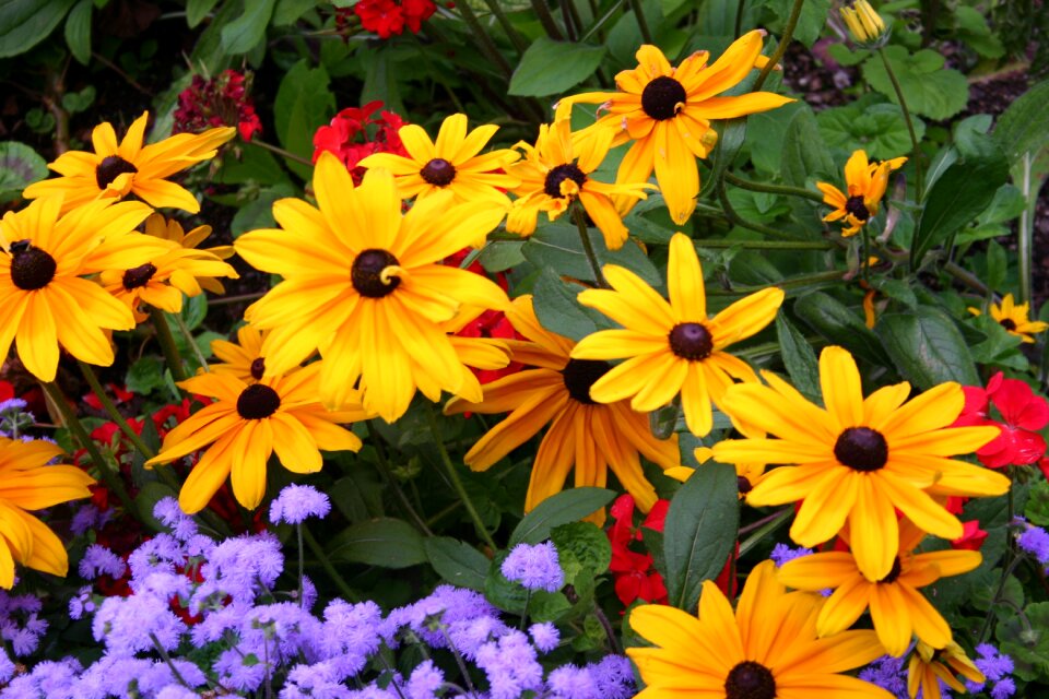 Daisies garden field