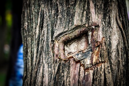 Nature wood old