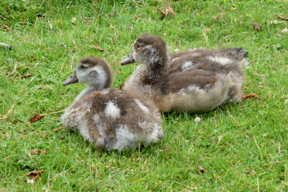 Spring down feathers grass