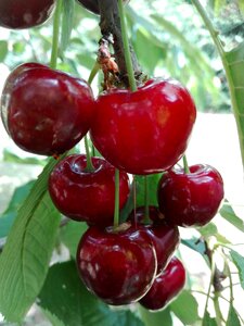 Red vitamins sprig