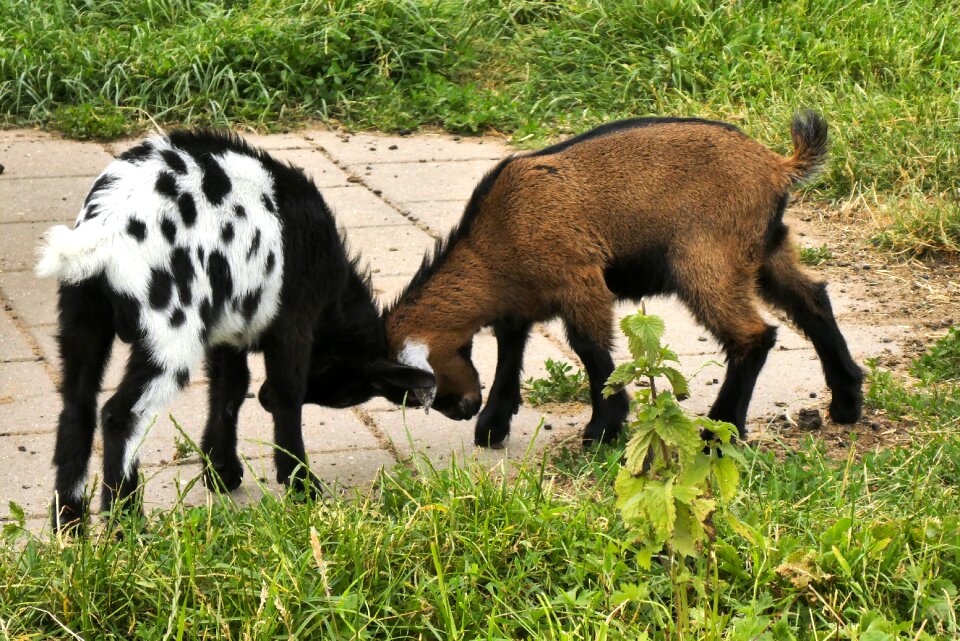 Petting spring goats