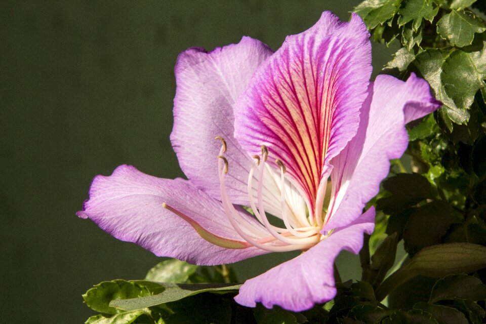 Plant flowers spring