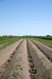 Food vegetable agricultural photo