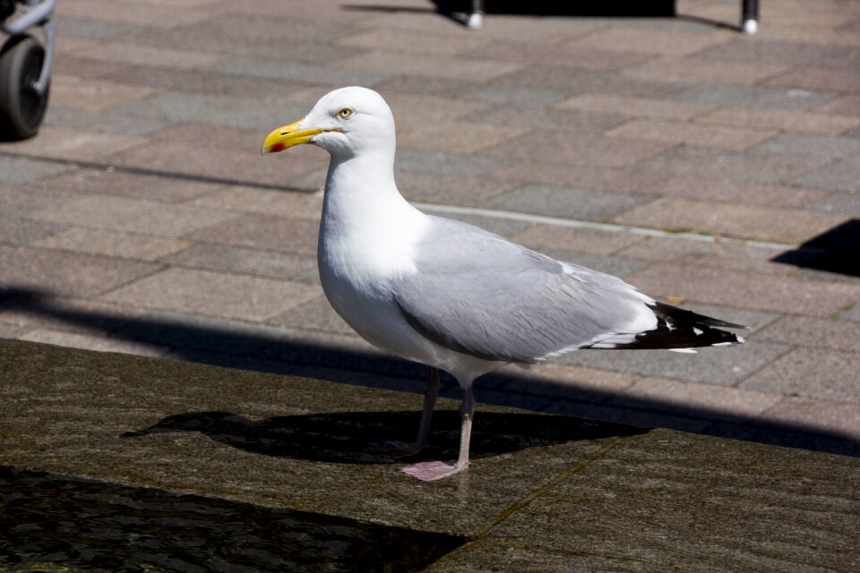 Island seagull bird