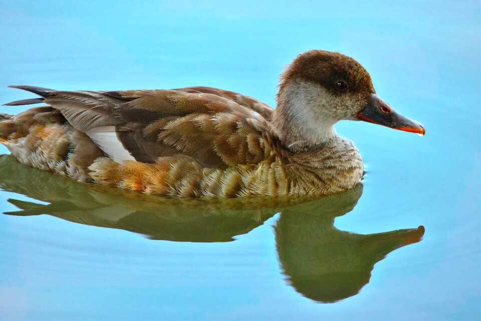Poultry nature lake