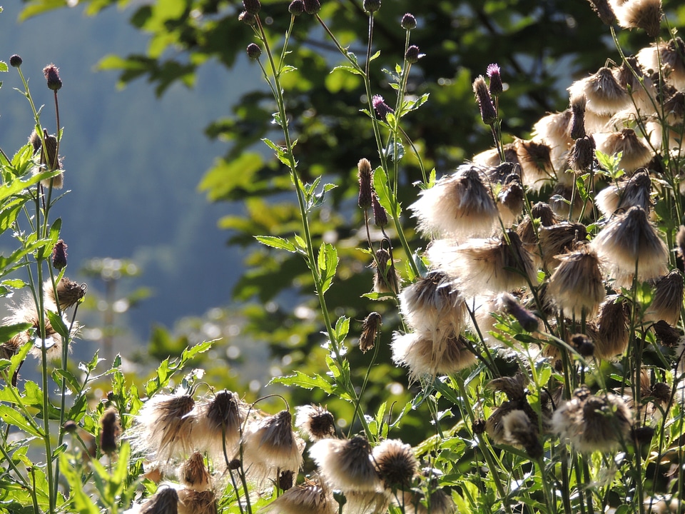 Seeds was faded autumn