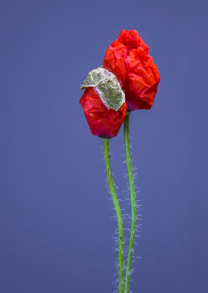 Blossom klatschmohn mohngewaechs