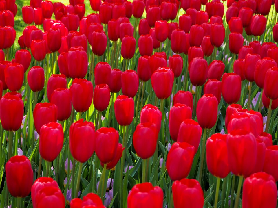 Flowers tulips netherlands