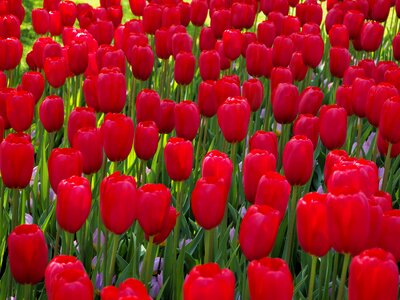 Flowers tulips netherlands
