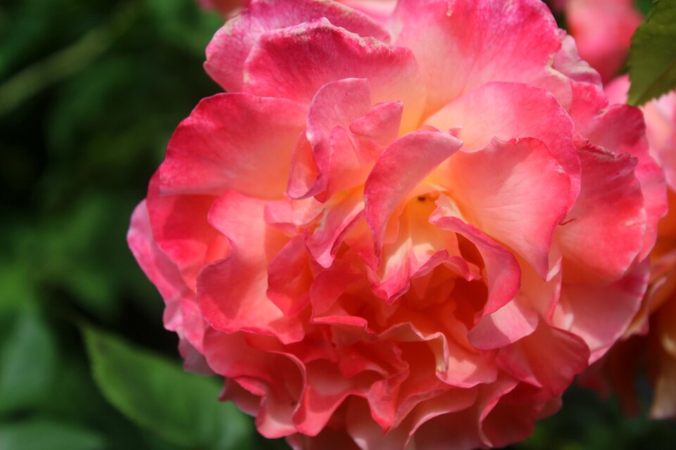 Thank you floribunda flower