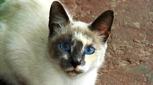 Cat domestic colombia