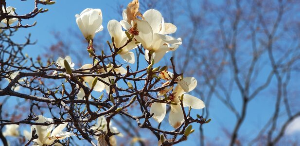 Magnolia sky flowers photo