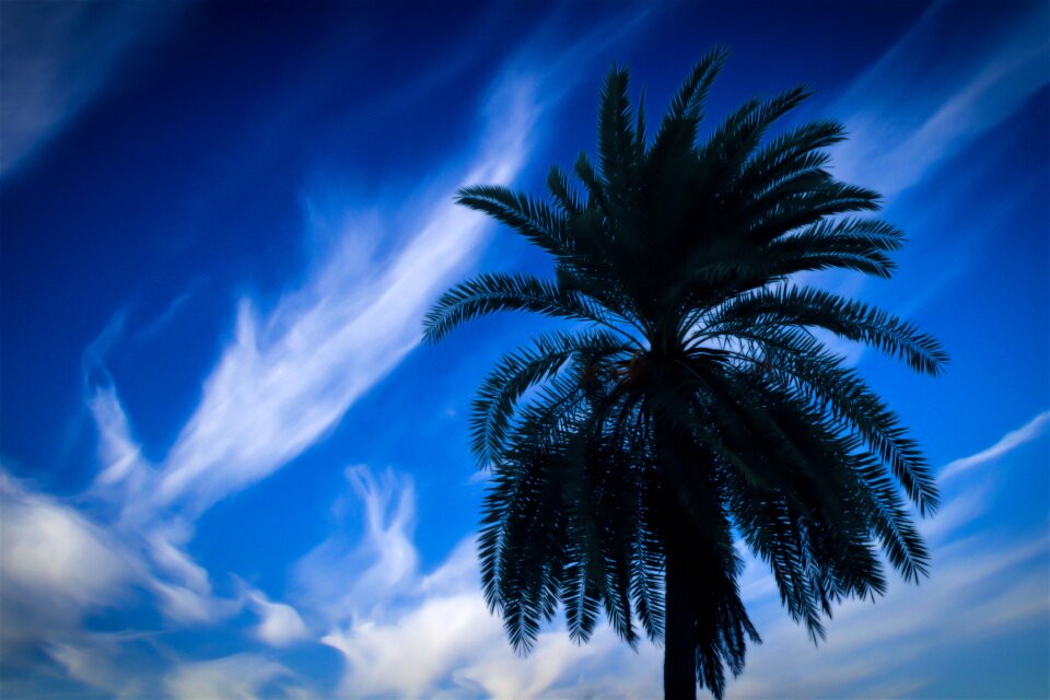 Best sky best tree old tree