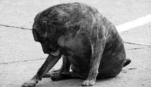 Stray dog domestic colombia