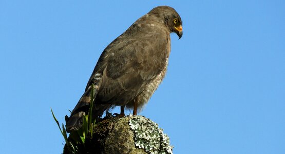 Gavilan bird of prey colombia