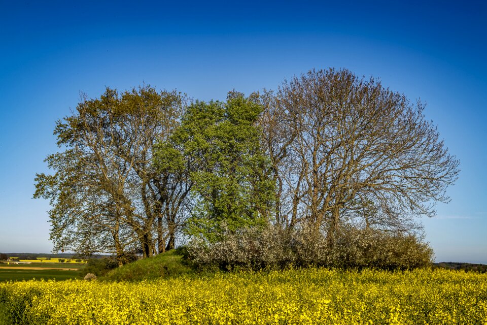Landscape spring oilseed rape