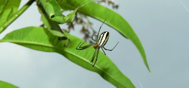 Arachnid garden colombia photo