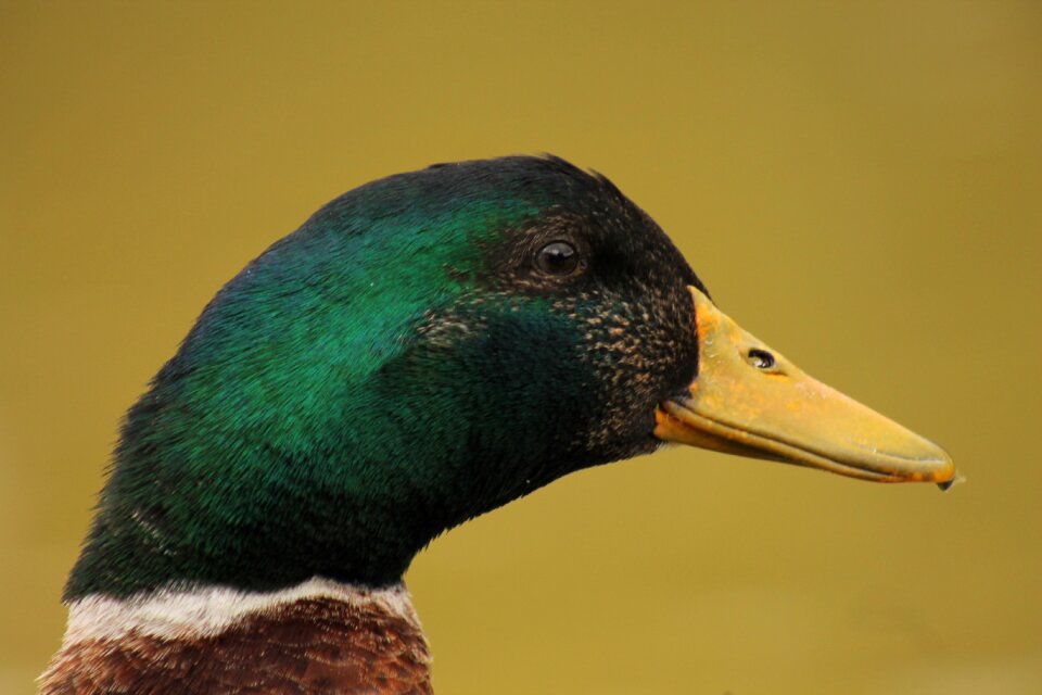 Bird beak feathers photo