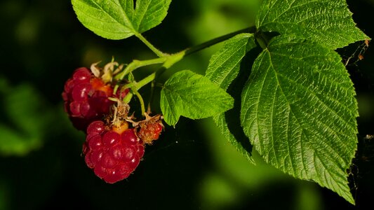 Raspberries ripe red photo